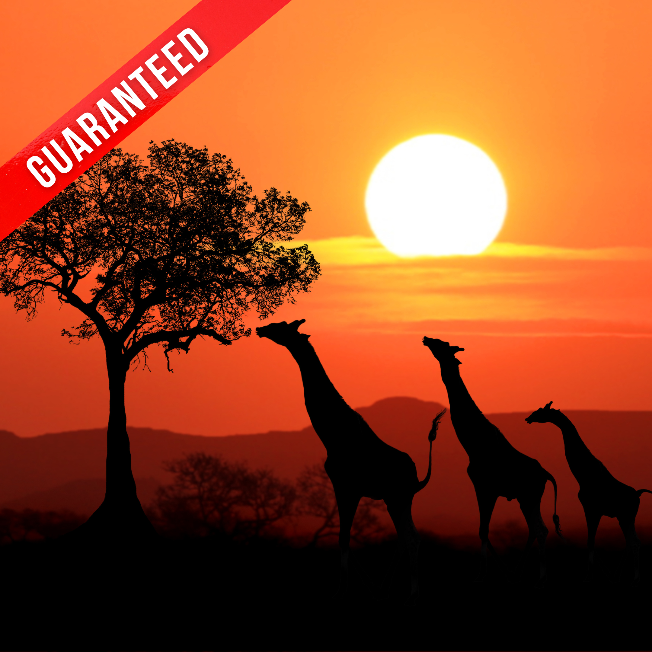 south africa - GUARANTEED