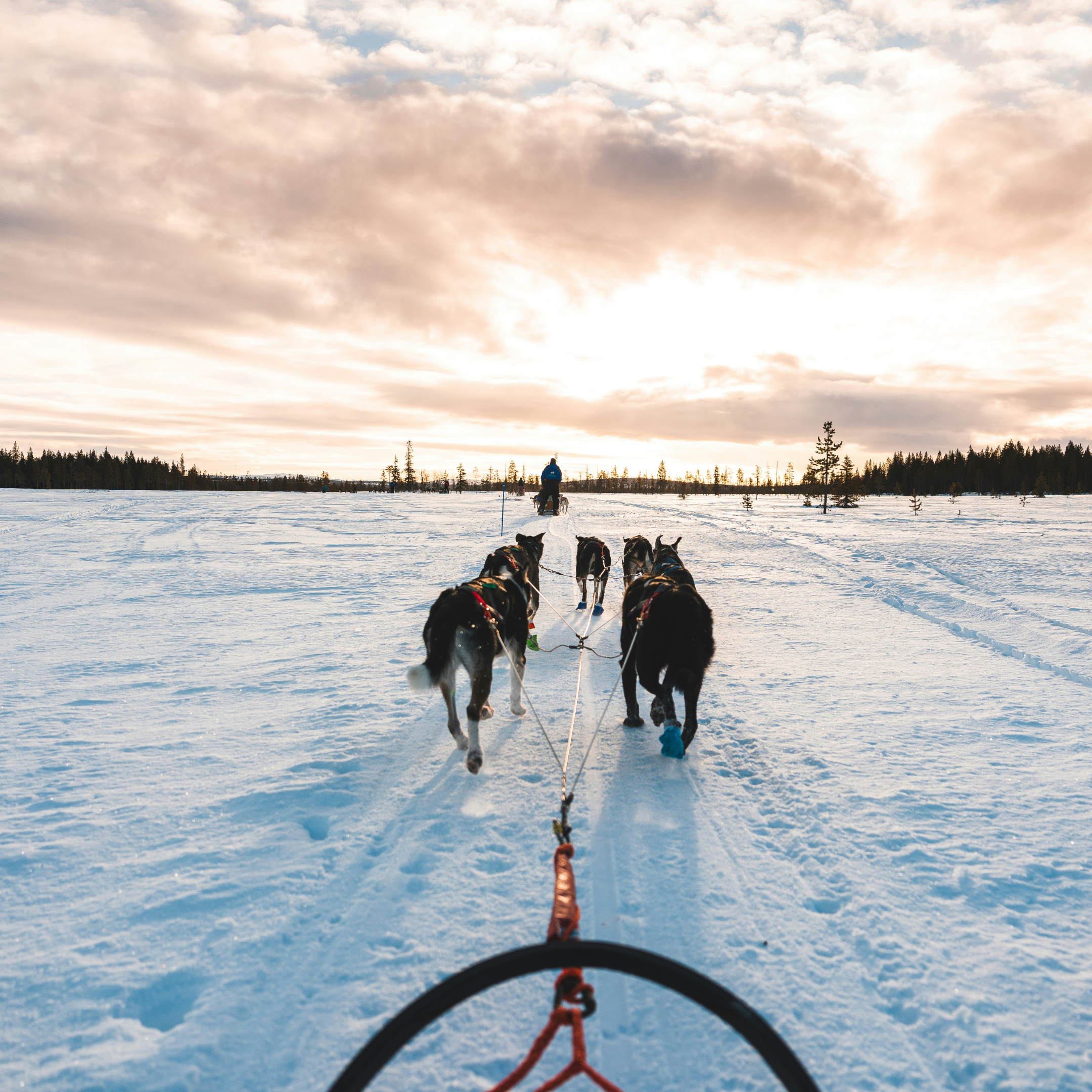 flavours of scandi w lapland 2027